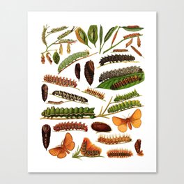 Caterpillars I Canvas Print