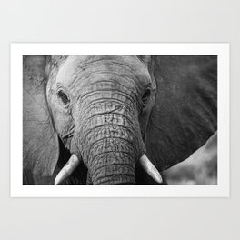 Black & white elephant in Kruger, South Africa Art Print