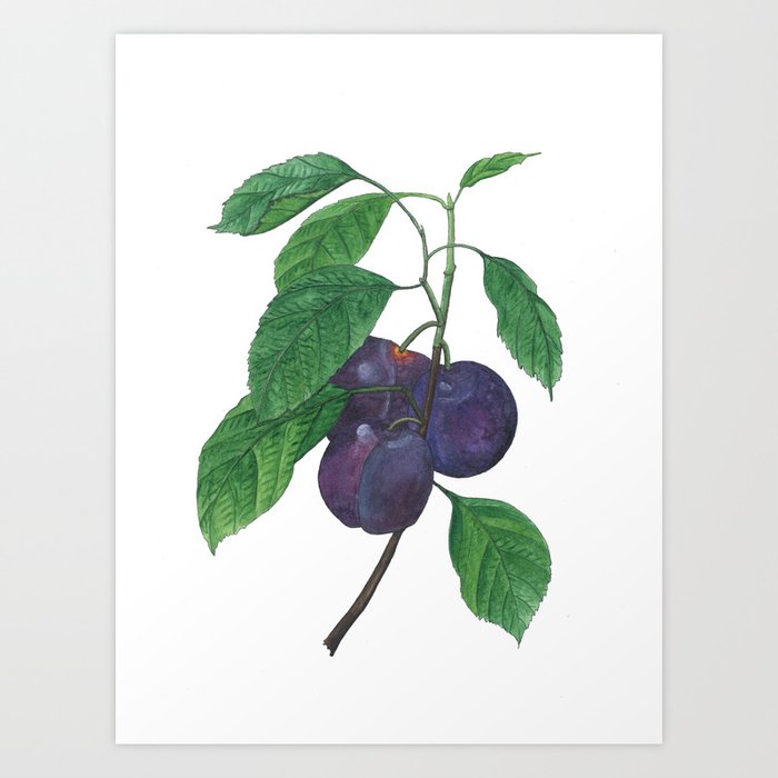 Plums Art Print