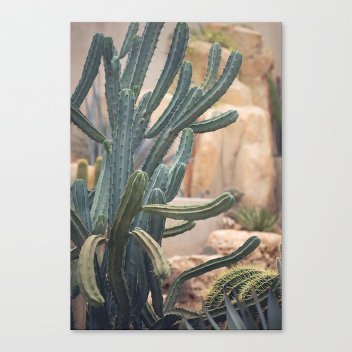 Cactus Jungle II Canvas Print