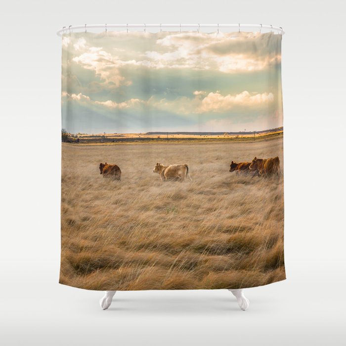 Cows Among the Grass - Cattle Wade Through a Field in Texas Shower Curtain