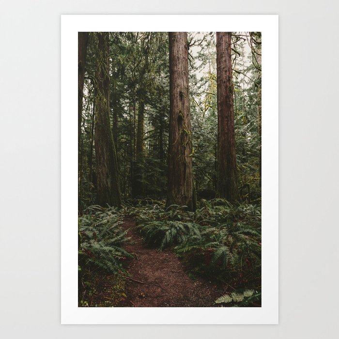 Old growth forest Art Print