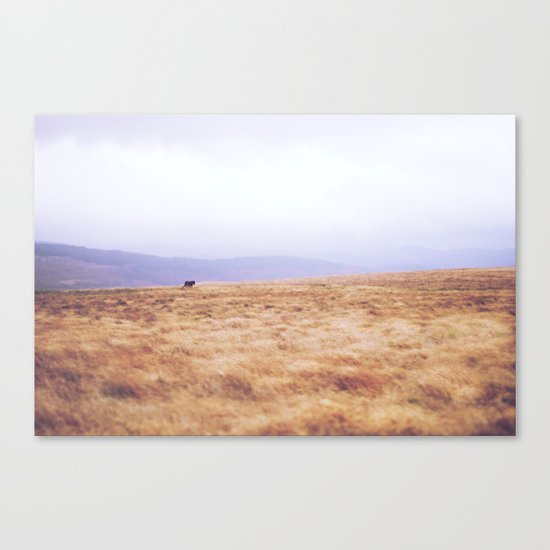 Mini Horse Canvas Print