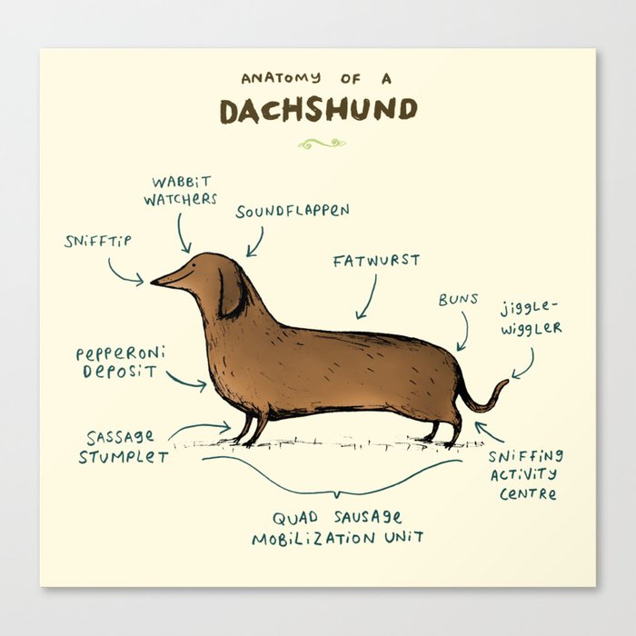 Anatomy of a Dachshund Canvas Print
