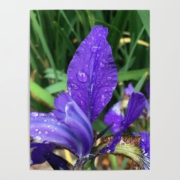 Purple Iris with Rain Droplets Poster