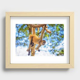 Just Hanging Around Recessed Framed Print