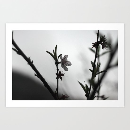 Blossom II Art Print