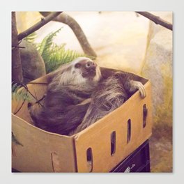 Sloth in a Box Canvas Print