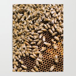 beekeeping composition no.1 Poster
