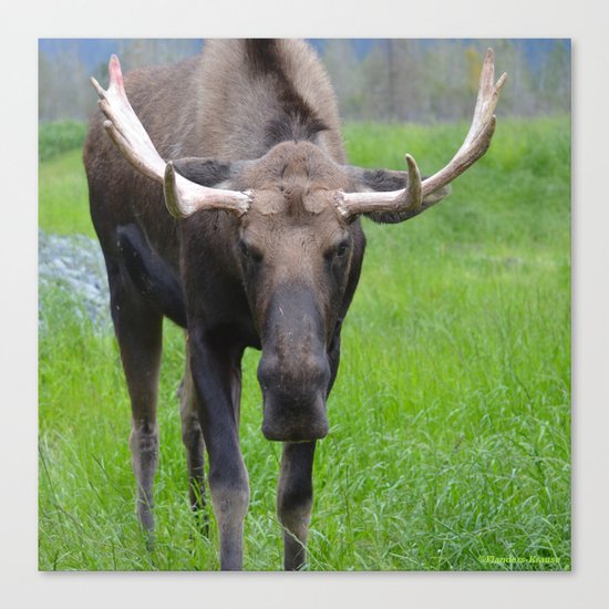 Bullwinkle Bull Canvas Print