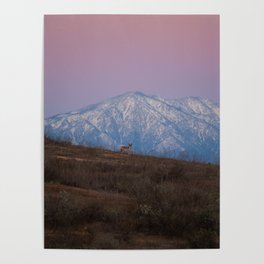 Coyote Mountain Poster