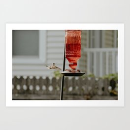 Hummingbird / Backyard Art Print