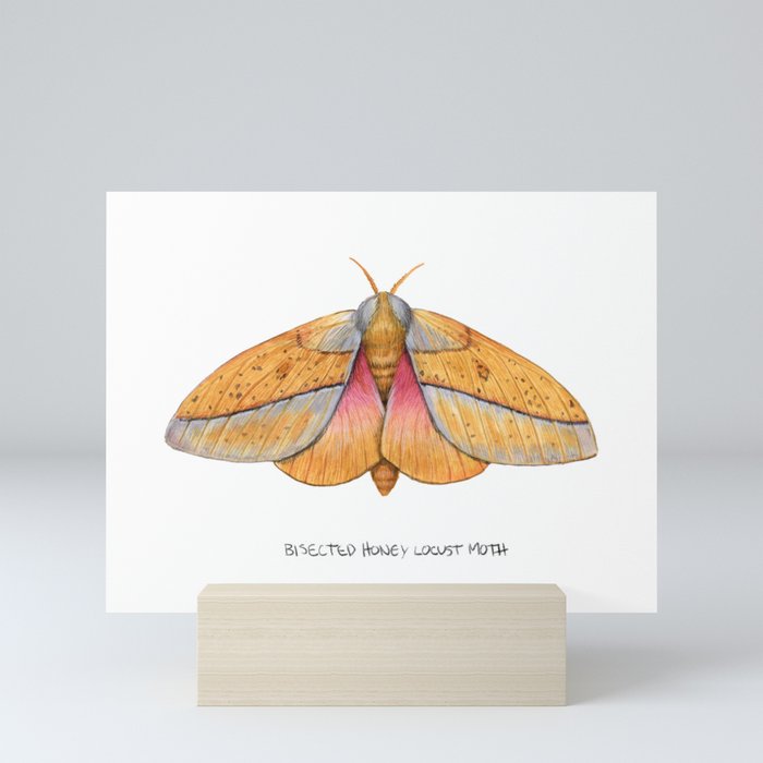 Bisected Honey Locust Moth (Sphingicampa bisecta) Mini Art Print