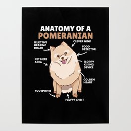Anatomy Of A Pomeranian Cute Dog Puppy Poster