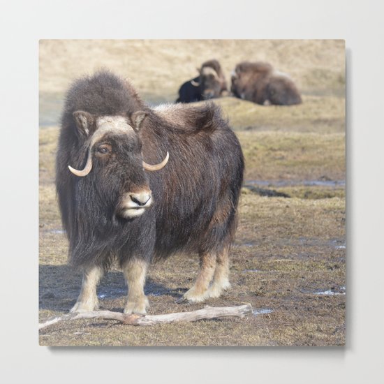 Arctic Muskox Metal Print