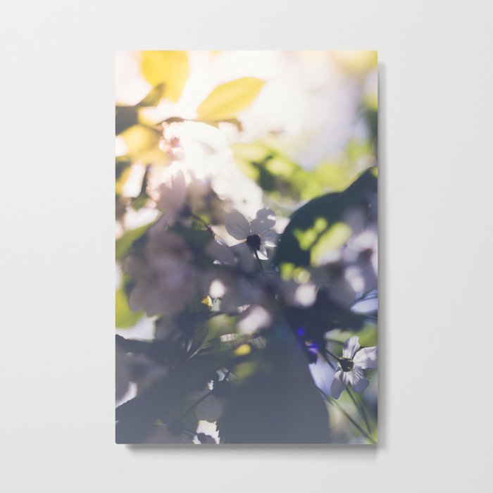 Contre-Jour Blooming Blossom Metal Print