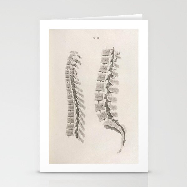 Anatomical Spine Stationery Cards