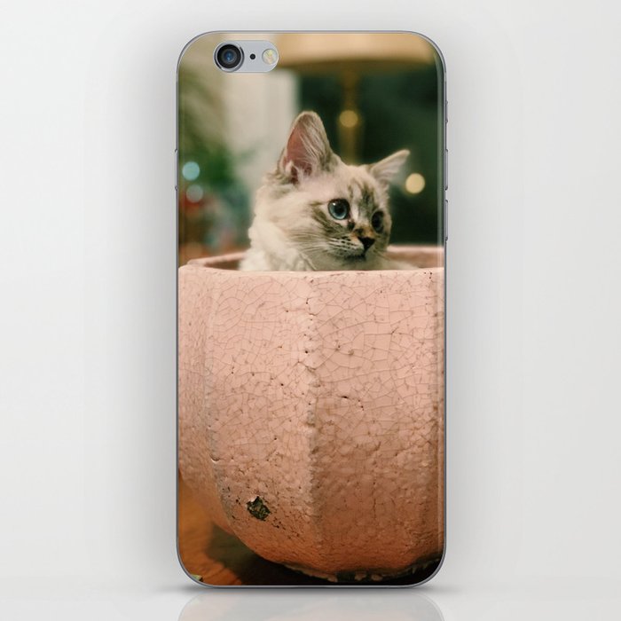 Ragdoll Kitten in Pink Pot iPhone Skin