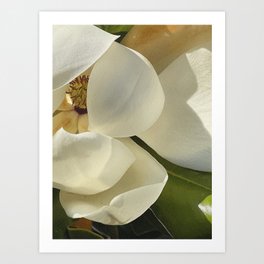 S6-Magnolia-01 Art Print