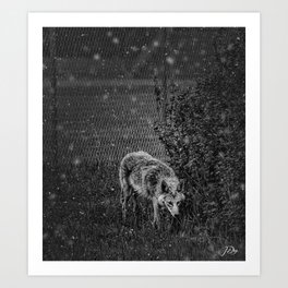 Spring Snow... Art Print