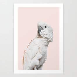 Cockatoo Parrot Photography | Blush Pink | Peach | Happy | Tropical | peek-a-booFun | Paradise Art Print