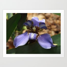 Walking Iris Art Print