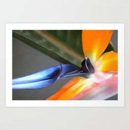 Abstract Painting Close Up Of Strelitzia Flower Art Print | Jungle, Multicoloredflower, Tropicalflower, Tropical, Artistic, Floral, Strelitzia, Strelitziaceae, Bloom, Abstract 