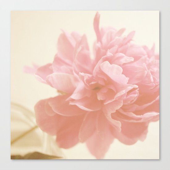 Peony Bloom Canvas Print