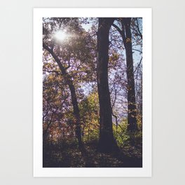 Sunlight Filtering Through Trees | Nature Landscape Photography of Trees During Autumn Fall in the Forest Art Print