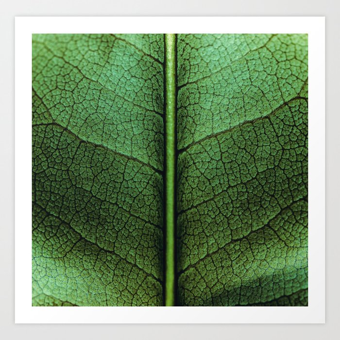 Leafy Green Art Print