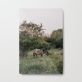 Wild Konik horses standing in the green field | Wildlife photo art print Metal Print