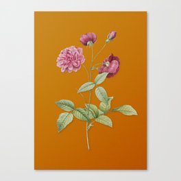 Vintage China Rose Botanical Illustration on Sunset Orange Canvas Print