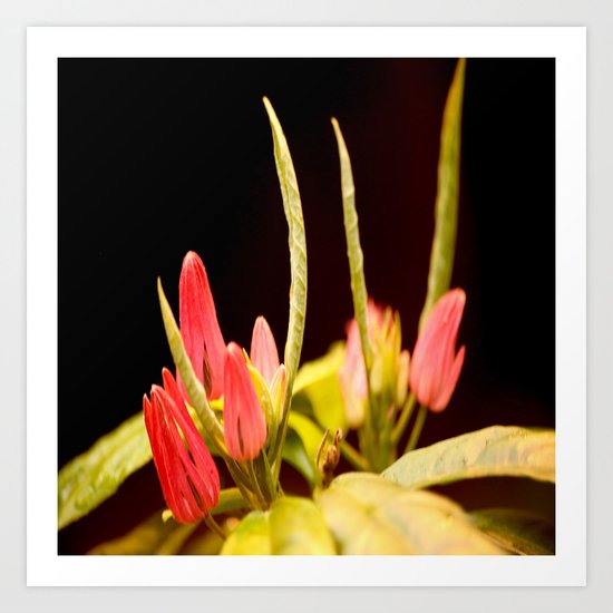 Exotic Colorful Flowers Art Print