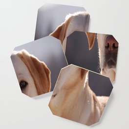 Portrait of A Golden Labrador Retriever Coaster