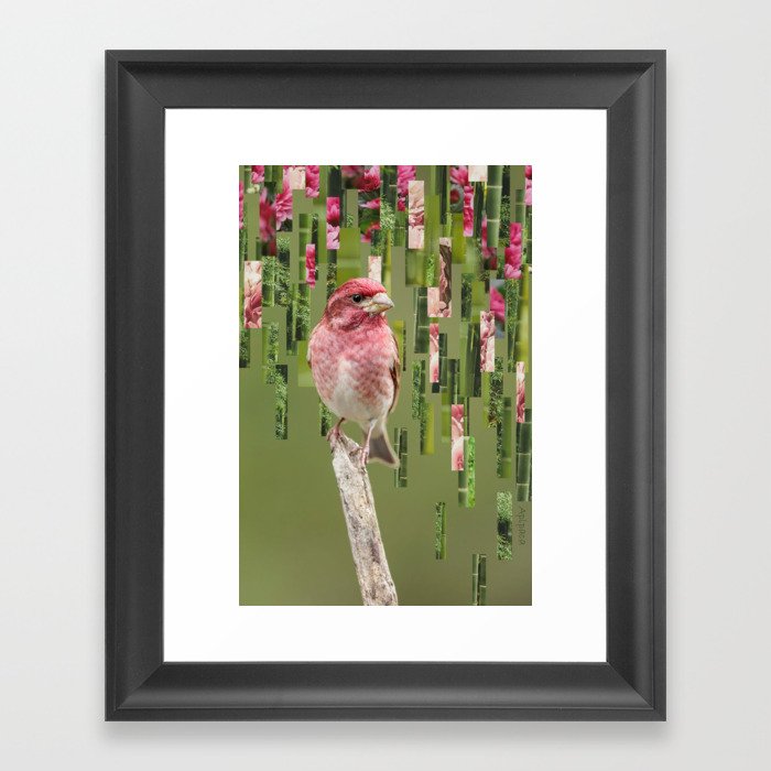 Purple Finch Framed Art Print