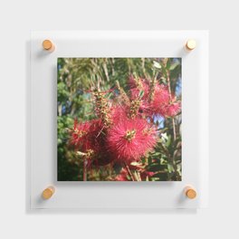 Argentina Photography - Callistemon Speciosus In The Argentine Forest Floating Acrylic Print