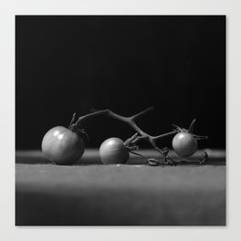 Small tomatoes black and white photograph Canvas Print