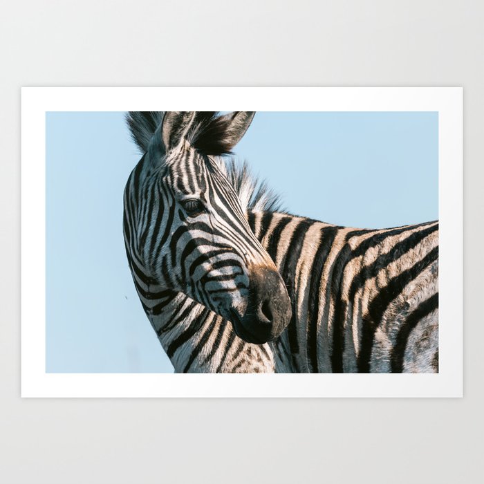 Close-up of a zebra in Mlilwane Wildlife Sanctuary in eSwatini, Afrika, Wildlife photography Art Print