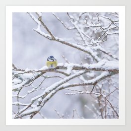 Blue Tit Bird On A Snowy Branch Winter Scene #decor #society6 #buyart Art Print