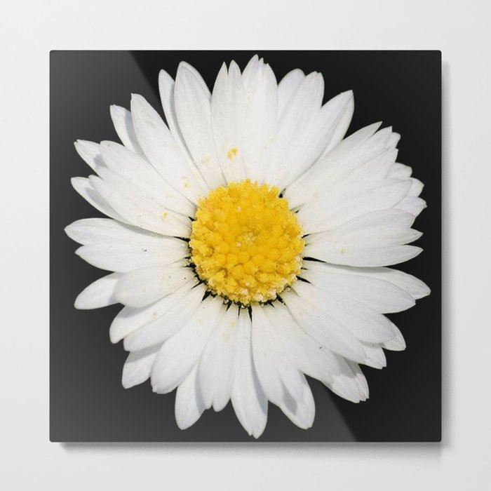 Top View Of A White Common Daisy Isolated Metal Print