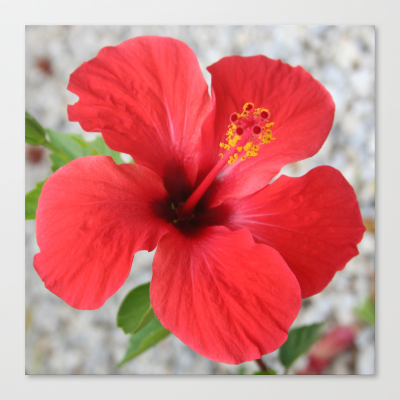 A Stunning Scarlet Hibiscus Tropical Flower Canvas Print By Taiche Society6
