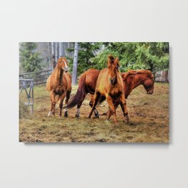 Horse Play Metal Print | Photo, Horses, Digitalmanipulation, Equineartwork, Animal, Playinghorses, Color, Hi Speed, Pets, Ranchanimals 