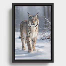 Lynx in the snow Framed Canvas