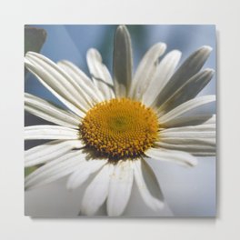 The large White marguerite daisy flower Metal Print | Herbs, Flowerphoto, Photo, Flowers, Meadow, Floral, Flowering, Leucanthemumvulgare, Commonwhitedaisy, Flowerpetals 