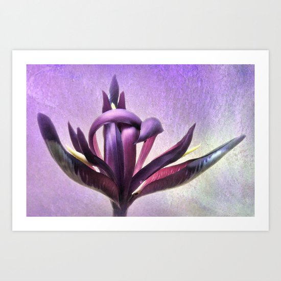 Wild Purple Iris Art Print