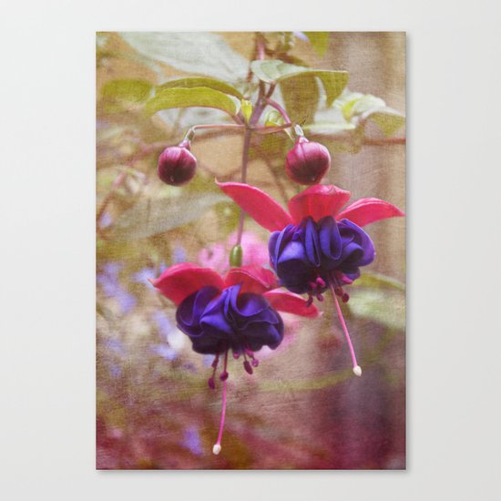 Fuschia Canvas Print