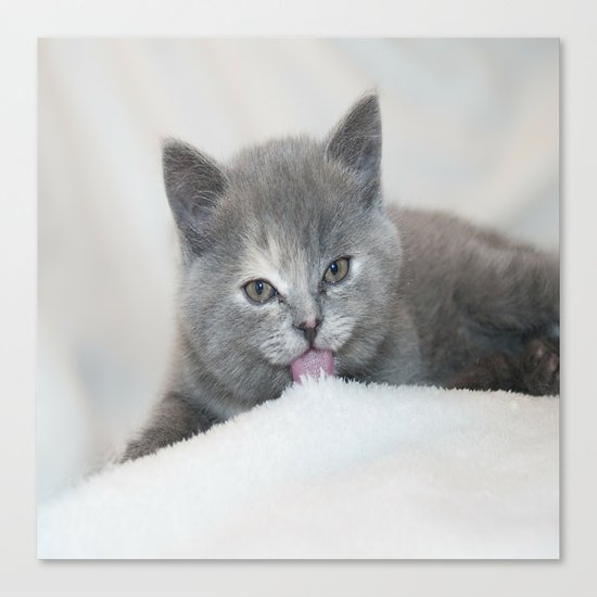 Snow Kitten Canvas Print