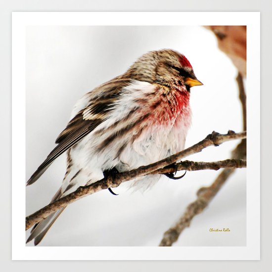 Common Redpoll Bird Art Print