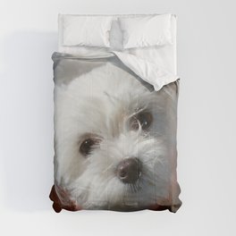 Cute Maltese asking for a treat Comforter