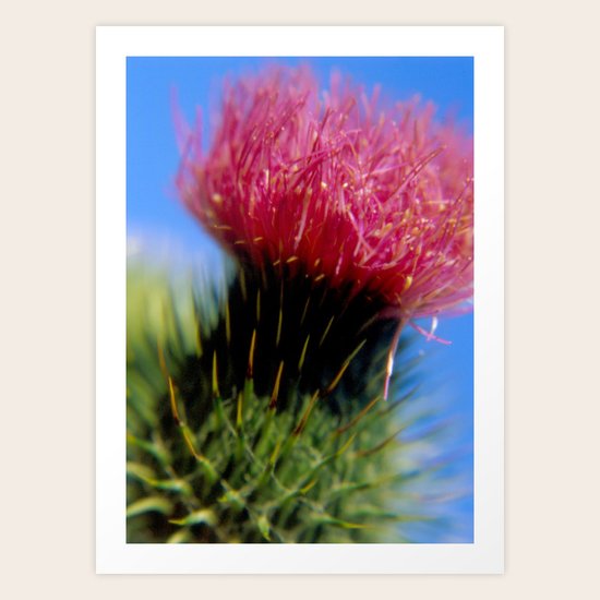 Thistle Art Print